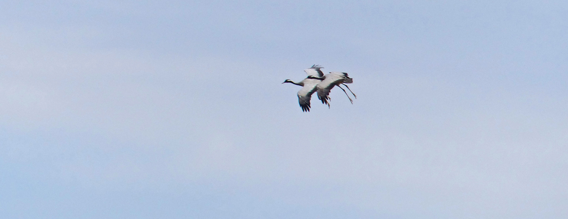 Өвөгт тогоруу